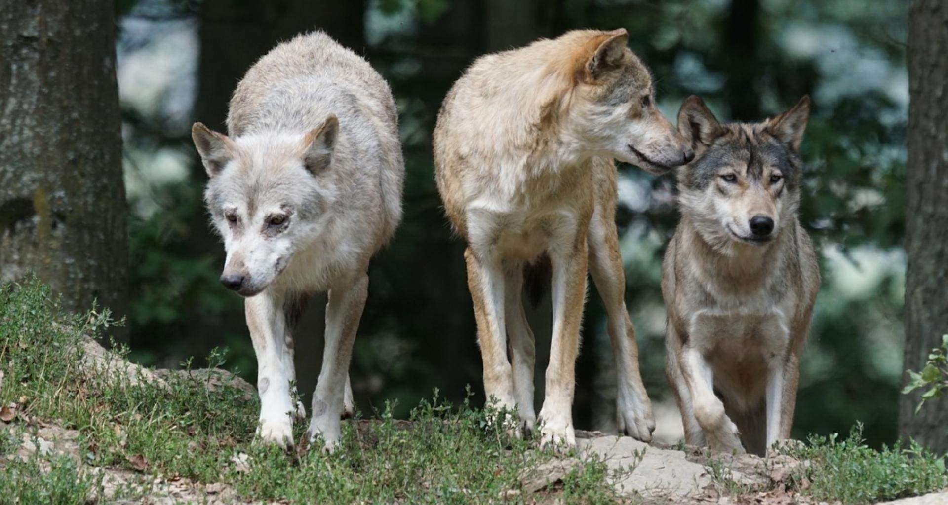 Los lobos mutantes de Chernóbil han desarrollado genes resistentes al cáncer, según un estudio