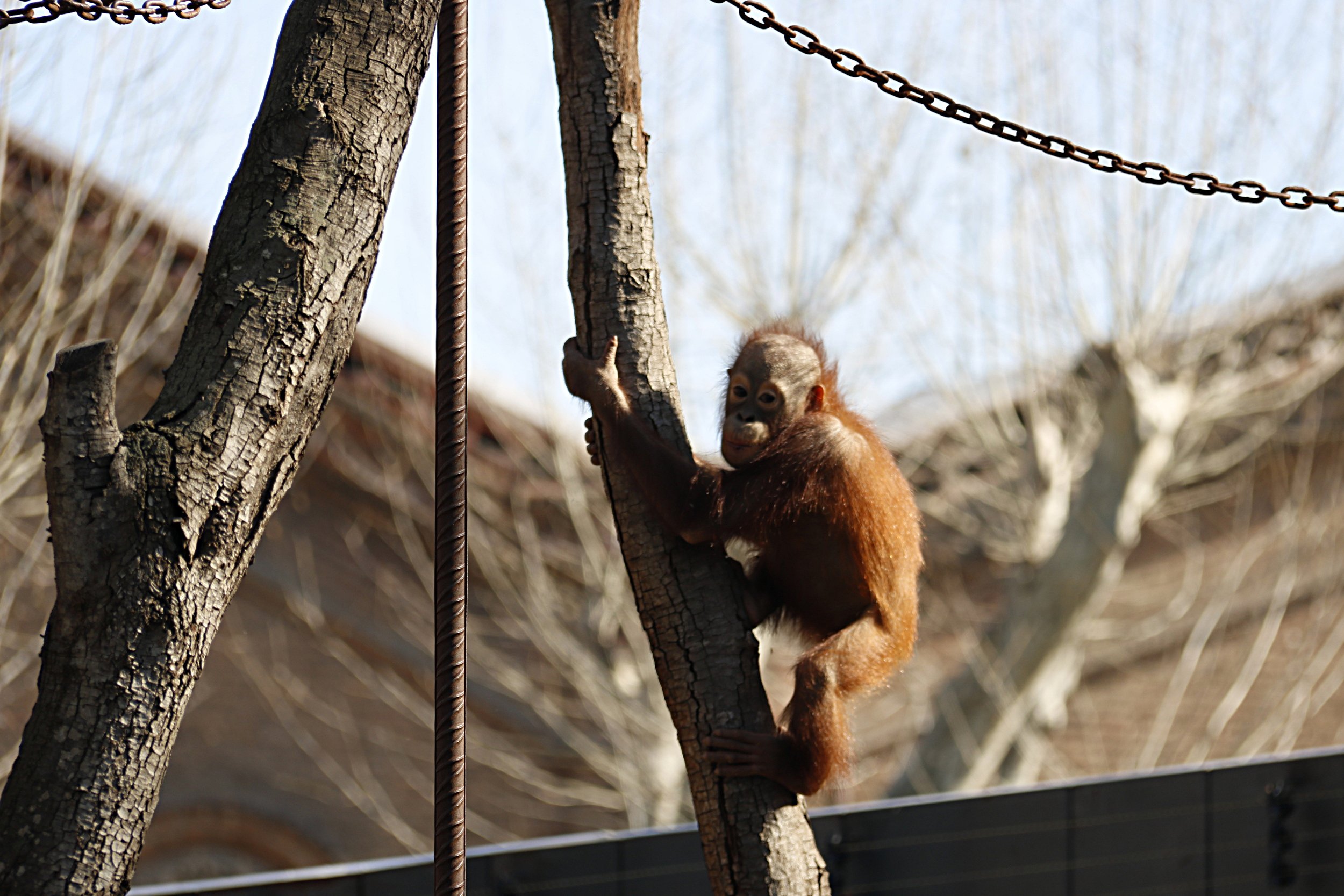 La instalación de orangutanes Zoo Barcelona, finalista premios FAD arquitectura