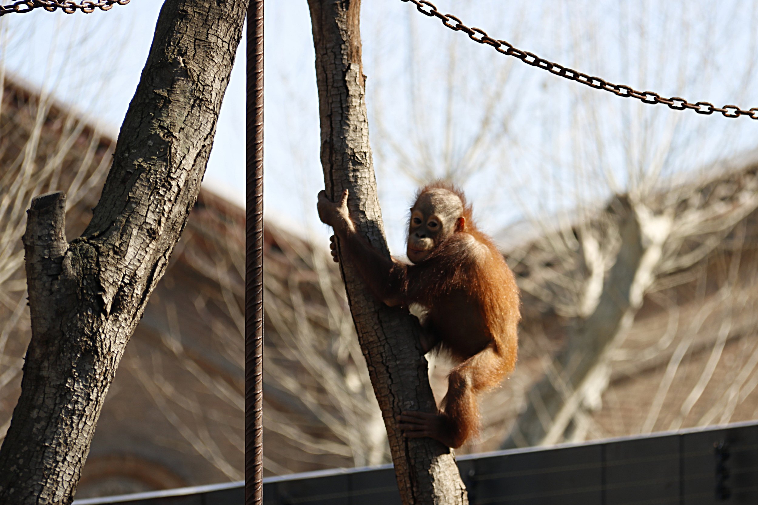 La instal·lació d'orangutans Zoo Barcelona, finalista premis FAD arquitectura