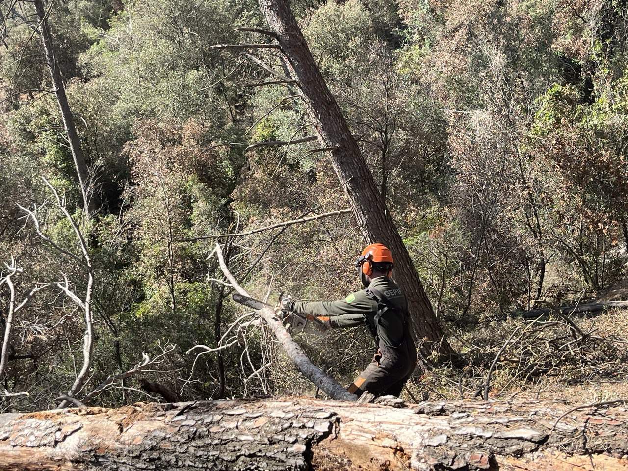 La gestió forestal, la millor recepta per prevenir els incendis