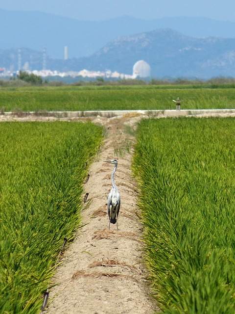 Al sur del Delta de l’Ebre, en el Montsià, está el pueblo de costa con la vivienda más barata de Cataluña
