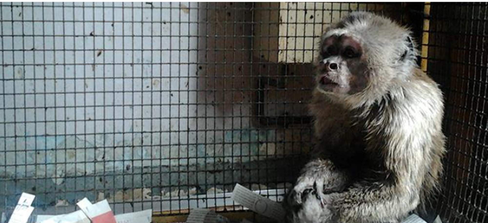 Liberan a un mono capuchino que vivía enjaulado en un piso de Barcelona desde hacía 35 años