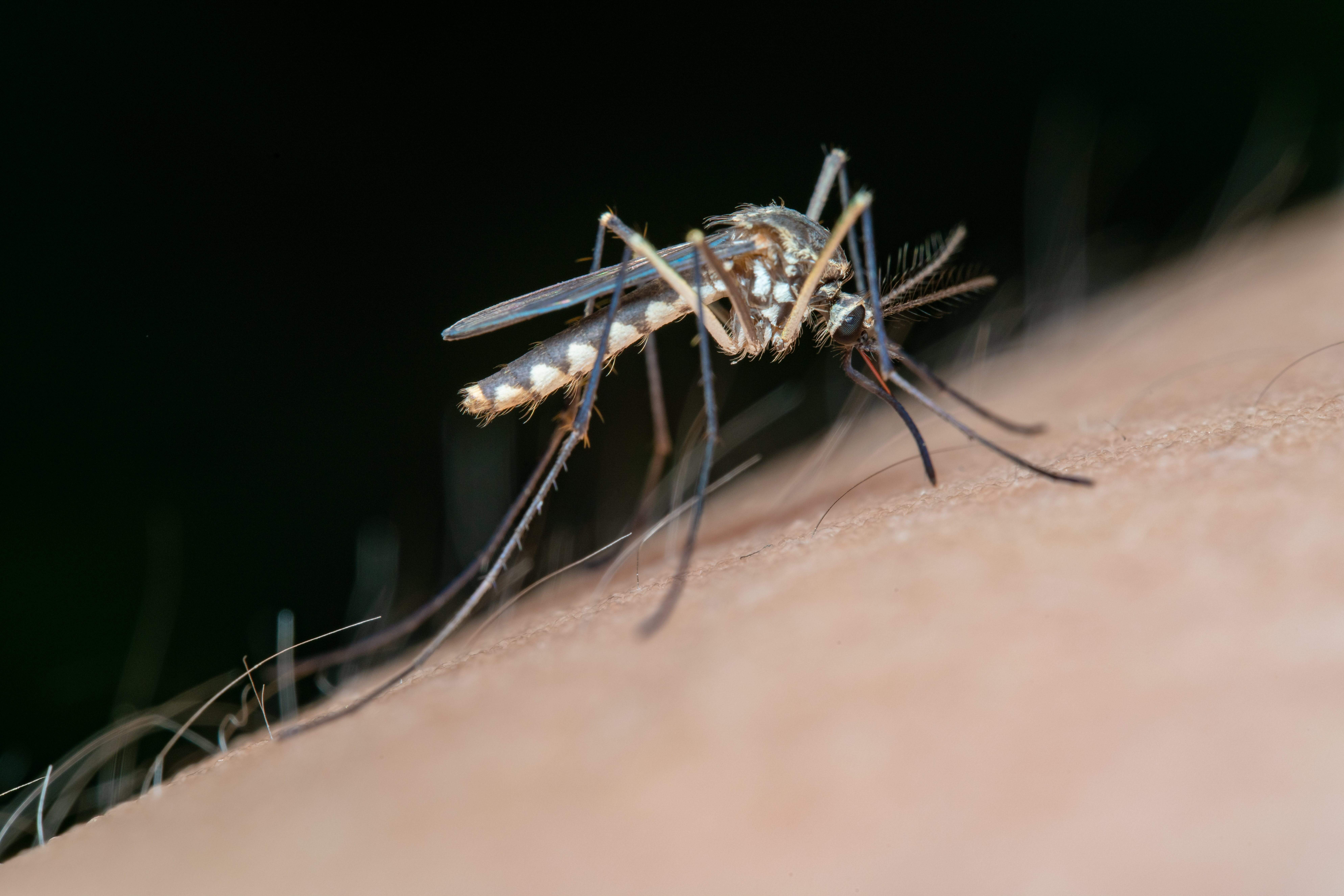 L'OMS alerta que la meitat de la població mundial està en perill de contraure el dengue