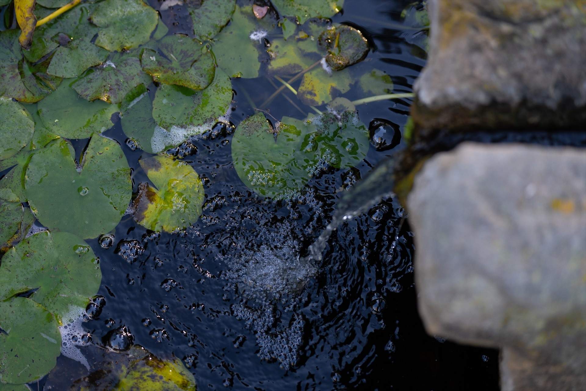 Les fonts naturals de Catalunya s'assequen i estan en risc de desaparèixer, alerta un estudi