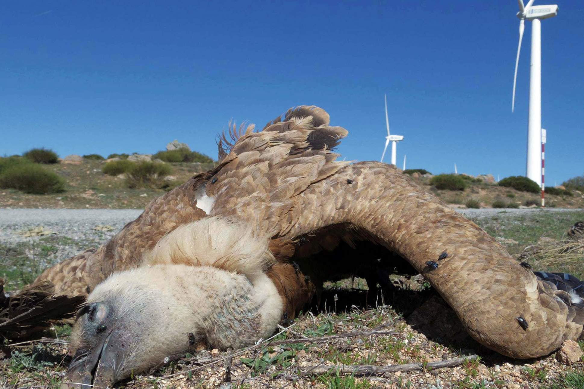 Sistemes d'IA permetran que els aerogeneradors acabin amb menys aus