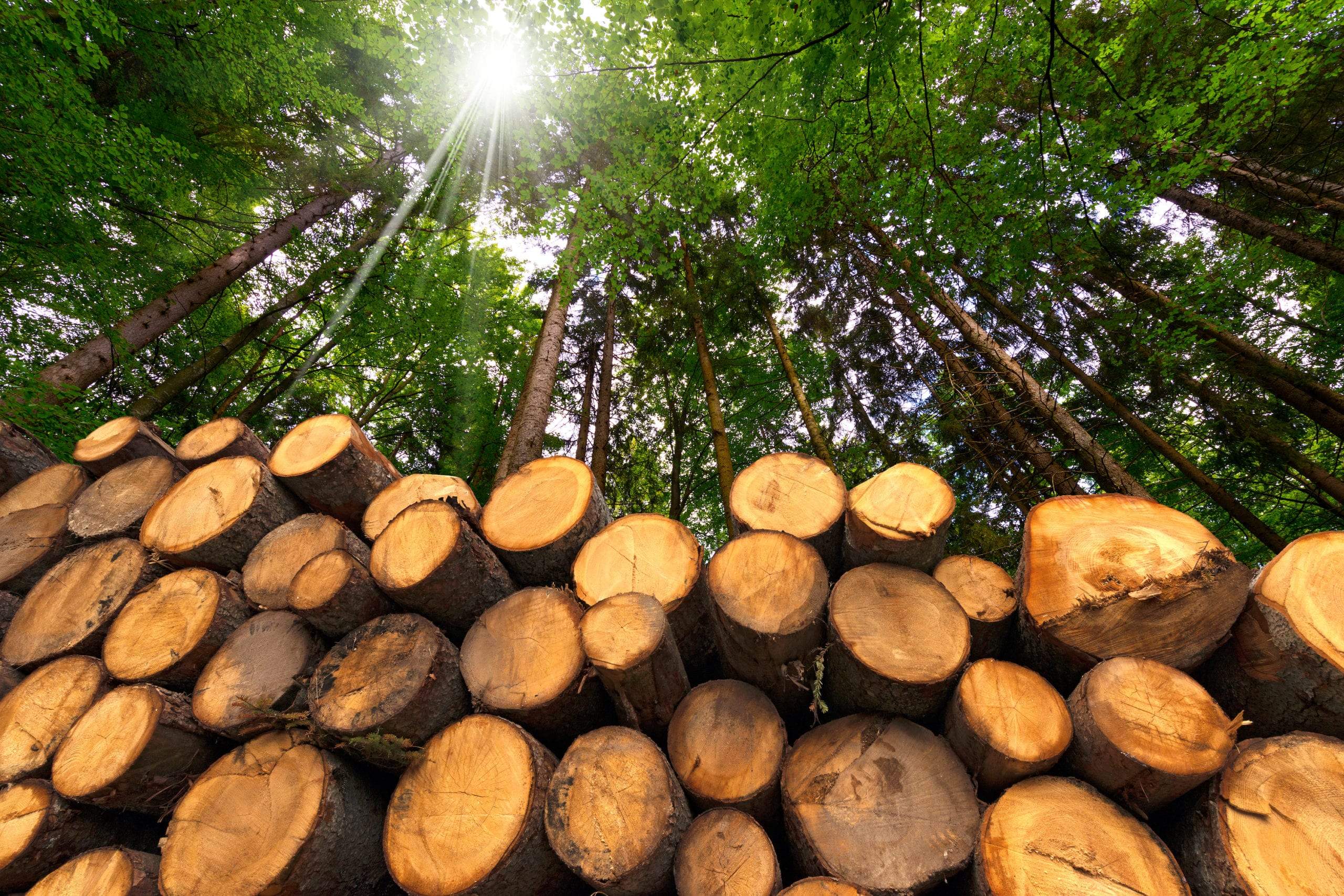 La gestió forestal, eina de desenvolupament