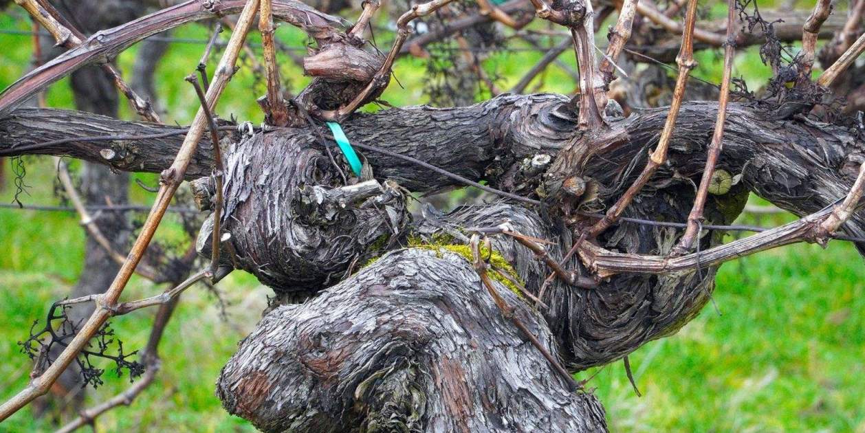 EuropaPress 5620692 vina EuropaPress 5620692 vina