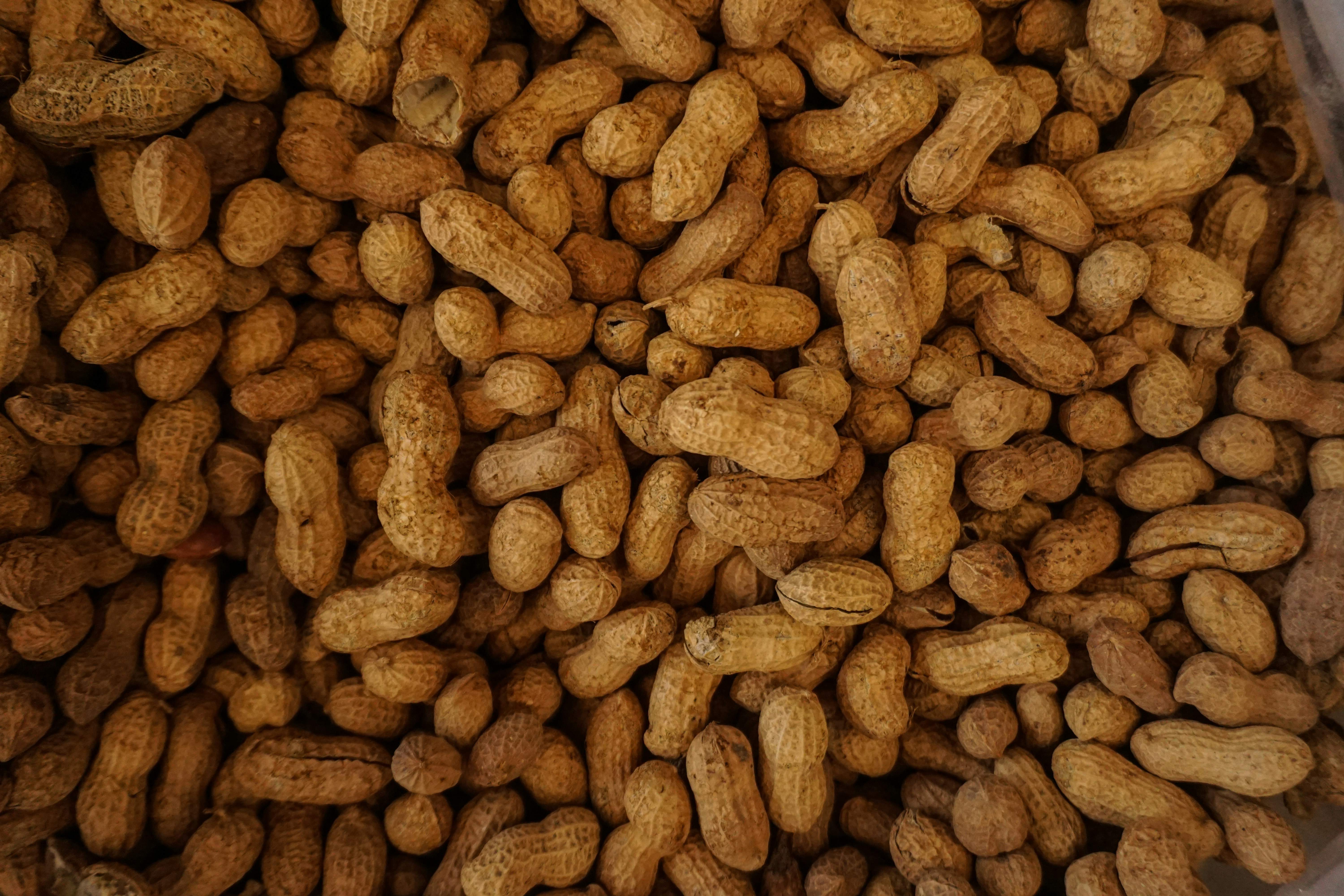 Avanza con éxito la vacuna contra la alergia al cacahuete