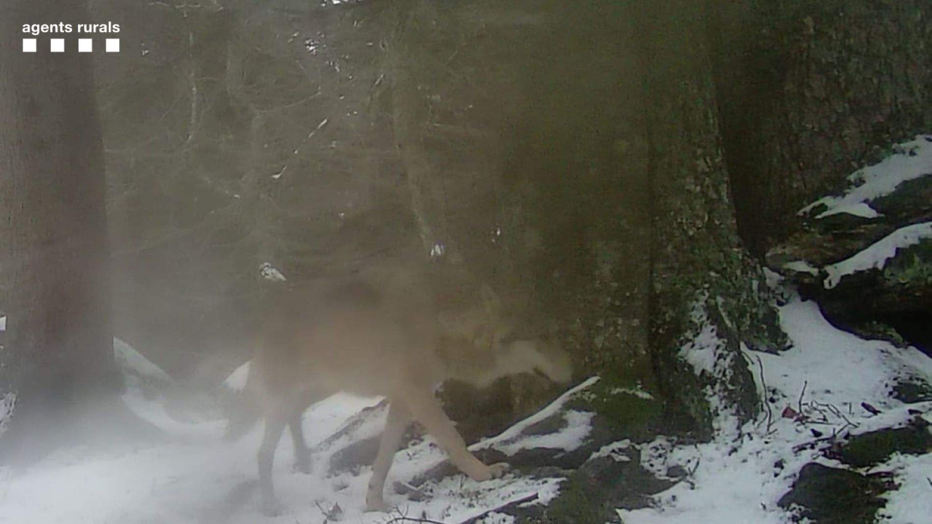 Documentan un lobo en la Alta Ribagorça que ha hecho más de mil kilómetros desde Alemania