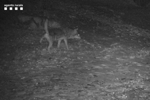 Lobo en la Alta Ribagorca / Agentes Rurales Lobo en la Alta Ribagorca / Agentes Rurales
