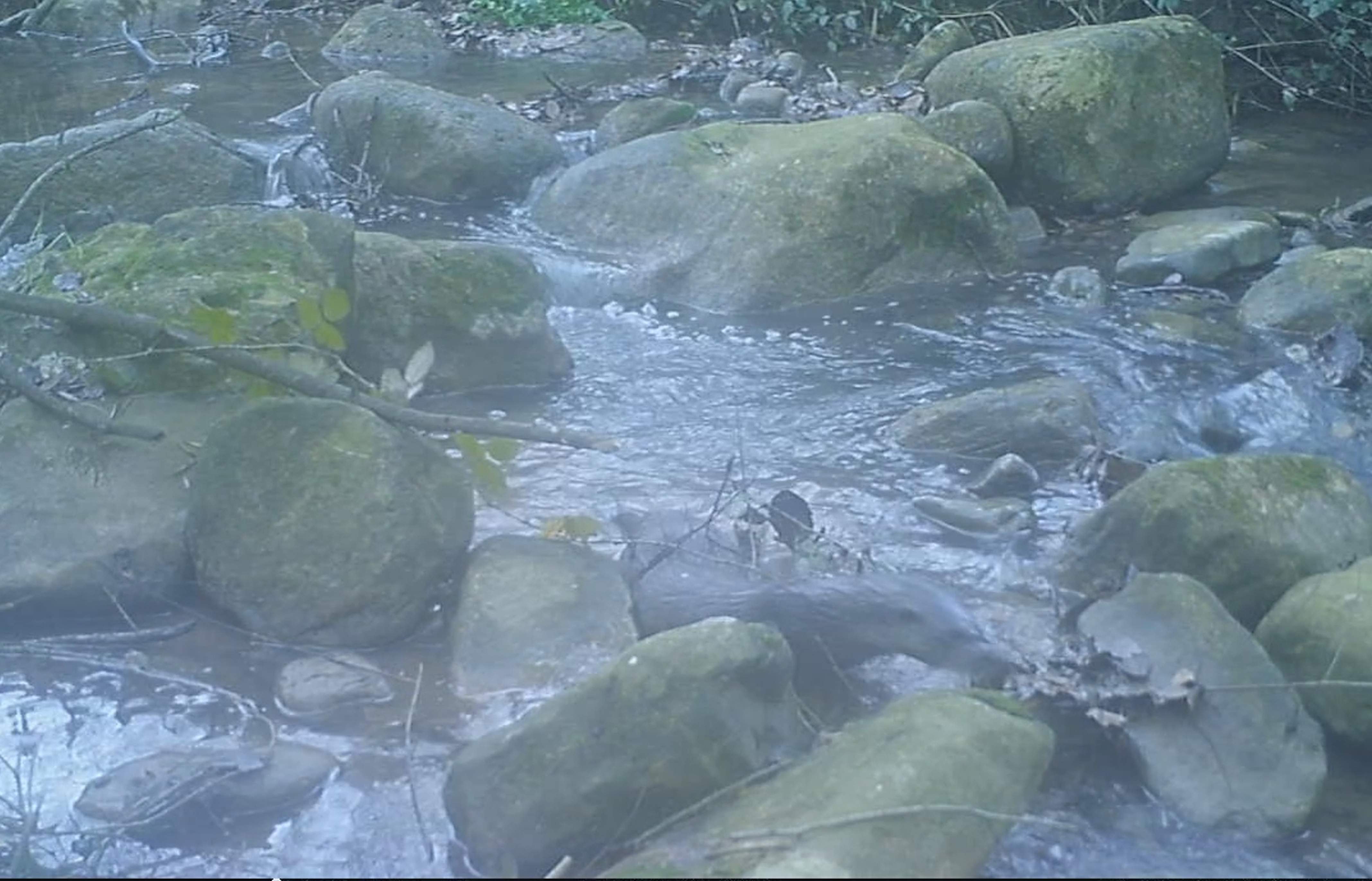 La nutria vuelve a la cabecera del río Anoia después de décadas desaparecida