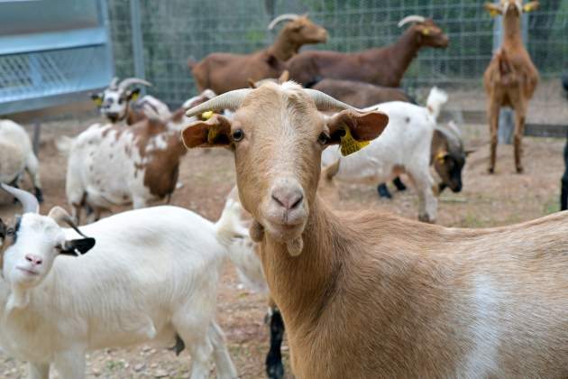 cabras montañas del bajo foto acn cabras montañas del bajo foto acn
