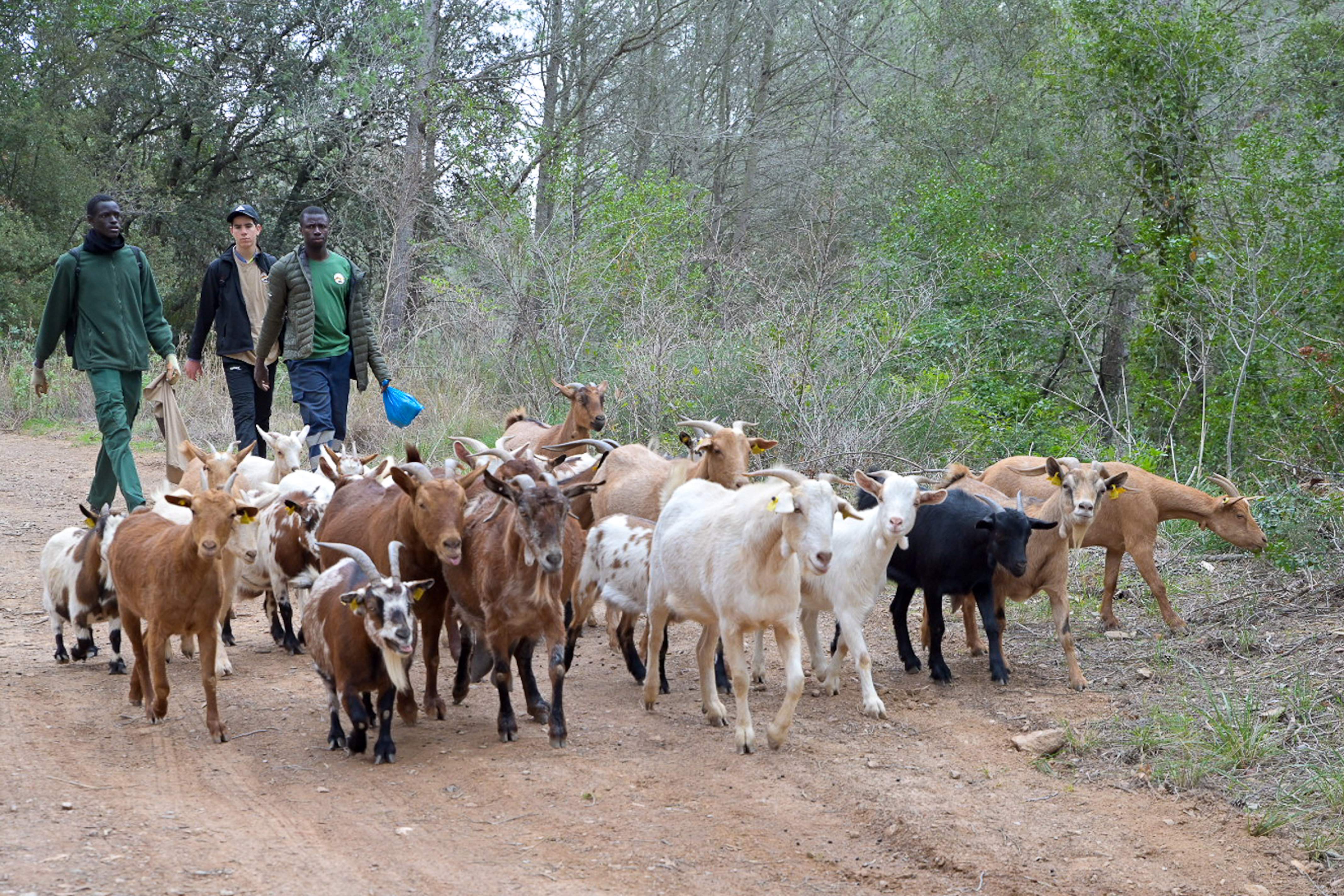 40 cabras y 15 asnos para combatir el cambio climático y la sequía en los bosques del Baix Llobregat