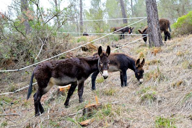 rucs muntanyes del baix foto acn