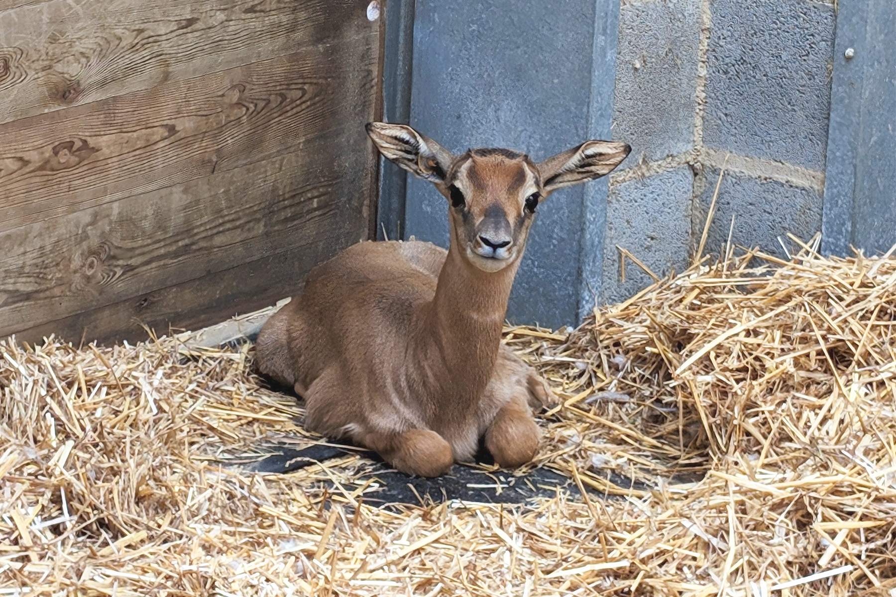 Nace en el Zoo de Barcelona una gacela en peligro de extinción