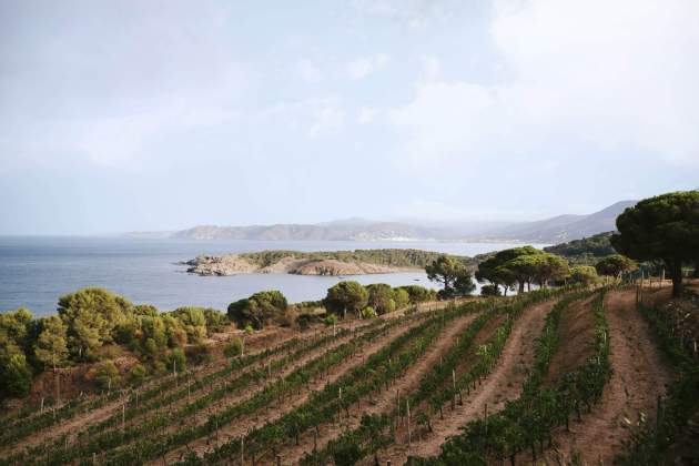 Viñas de la Bodega Perelada a la DON Empordà Foto Cedida (1)