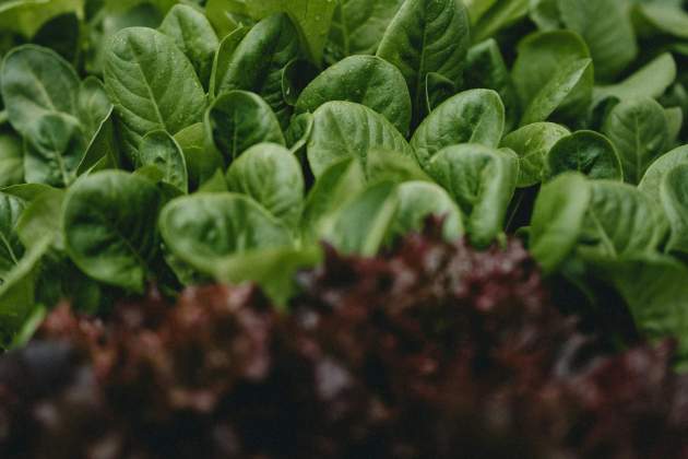 annie spratt lNBLj4fKDFs unsplash annie spratt lNBLj4fKDFs unsplash
