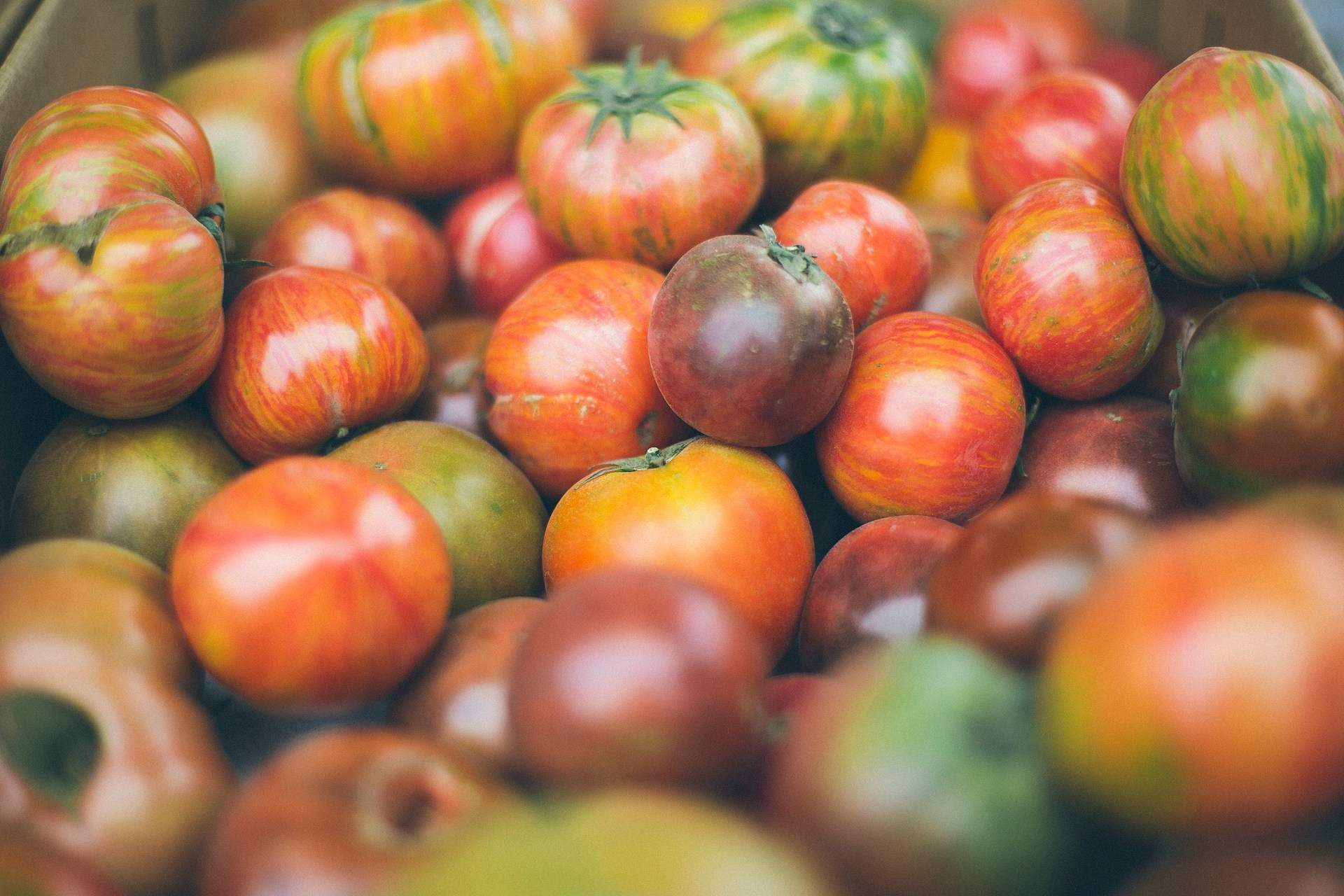 Cómo hacer tomate en conserva con los mejores ejemplares y guardarlo todo el año