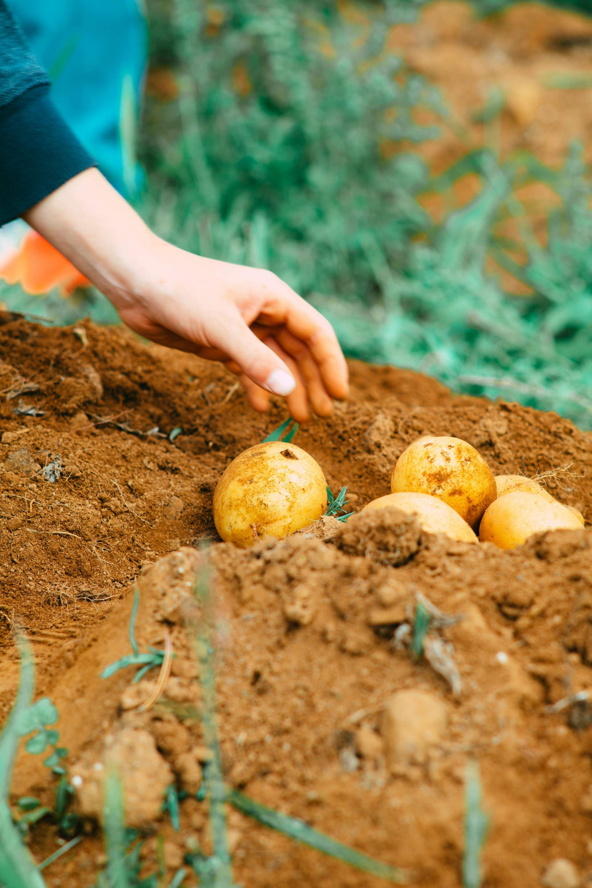 Las patatas con brotes no se deben comer: este es el motivo