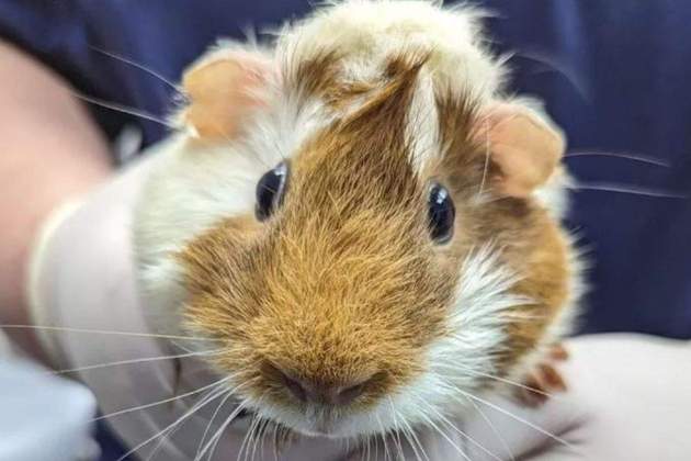 Conill indies abandonat a Londres DiscoPig RSPCA Conill indies abandonat a Londres DiscoPig RSPCA