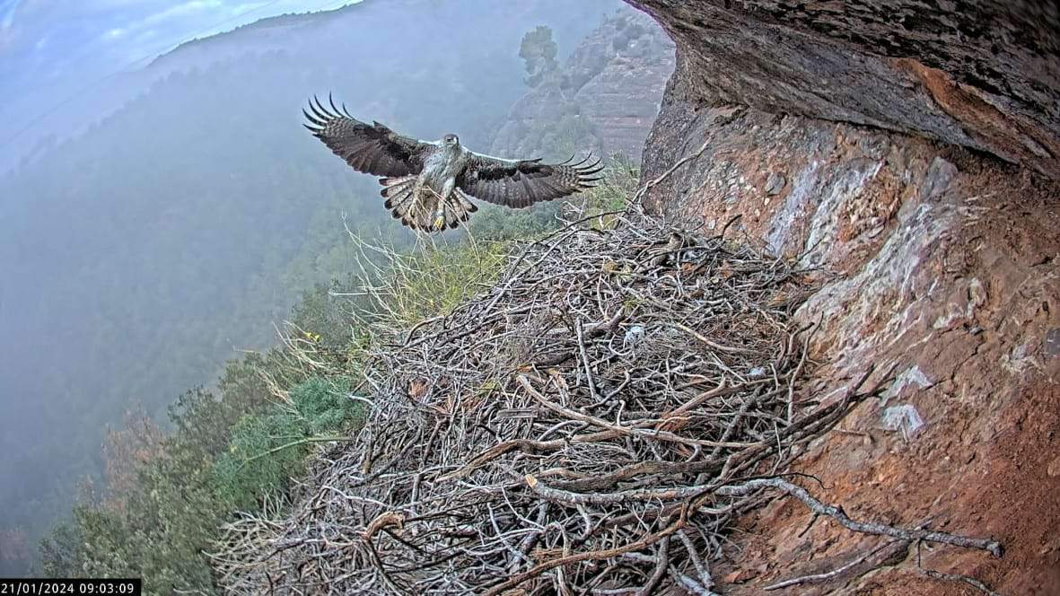 Superb images of a nesting pair of Bonelli's eagles near Catalonia's Sant Llorenç del Munt