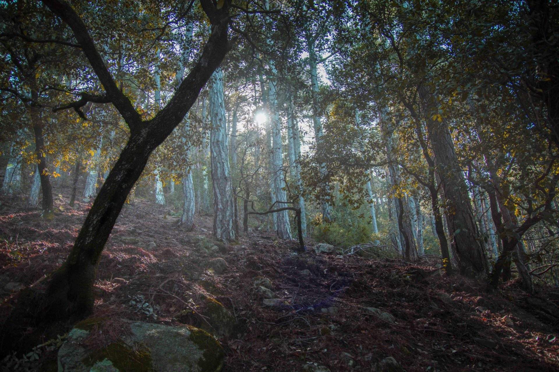 El bosc màgic de Catalunya on trobaràs bolets gegants a qualsevol època de l'any
