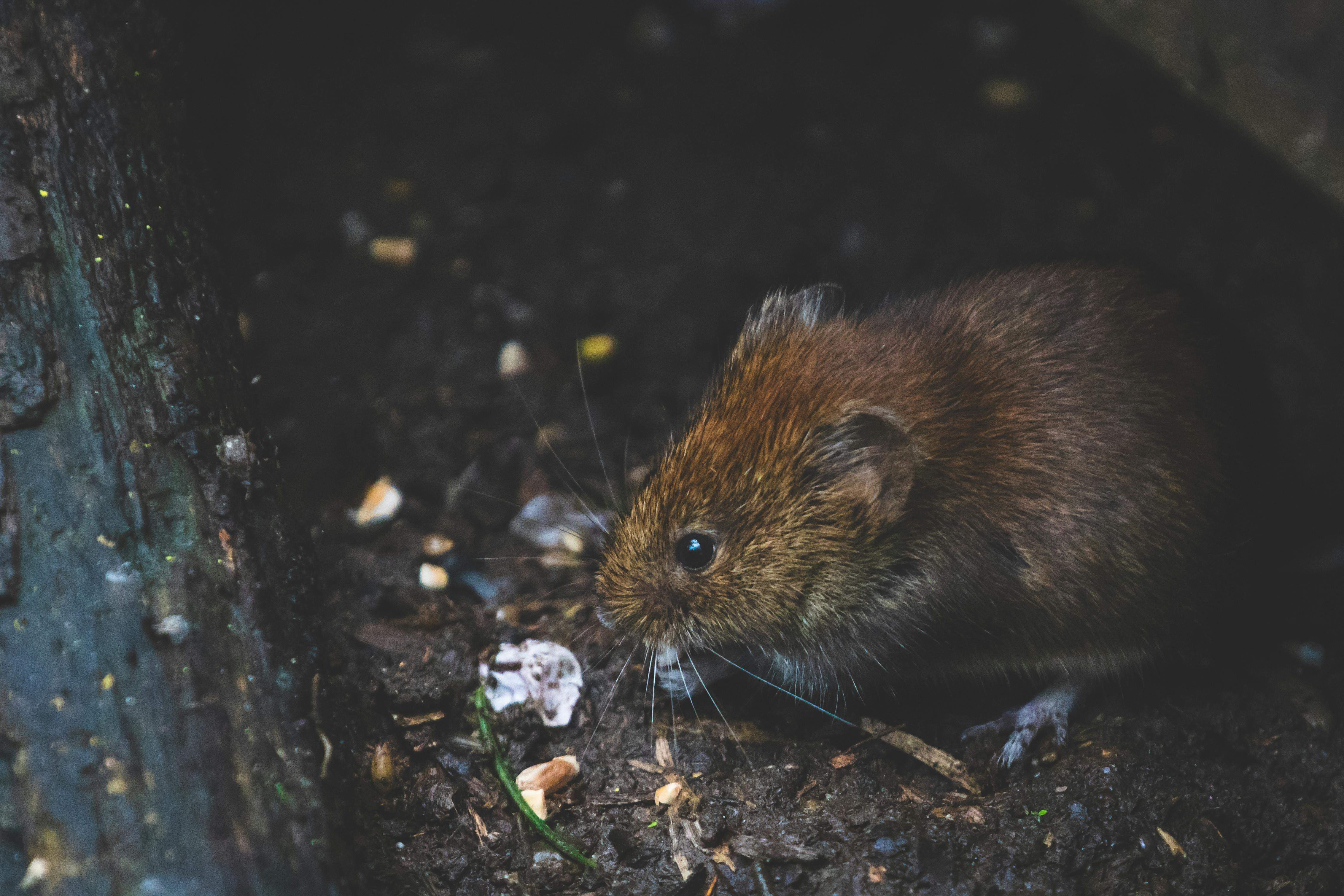 Trias per Barcelona denuncia la "inacción" del gobierno municipal ante las plagas de ratas en el Eixample