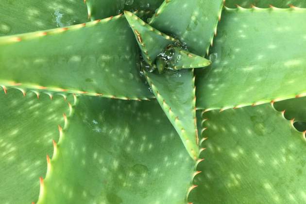 aloe vera aloe vera