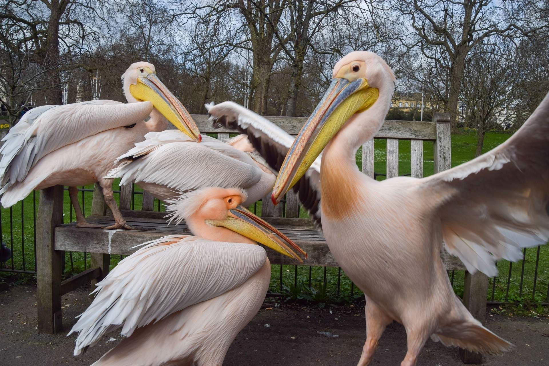 Londres (Reino Unido)