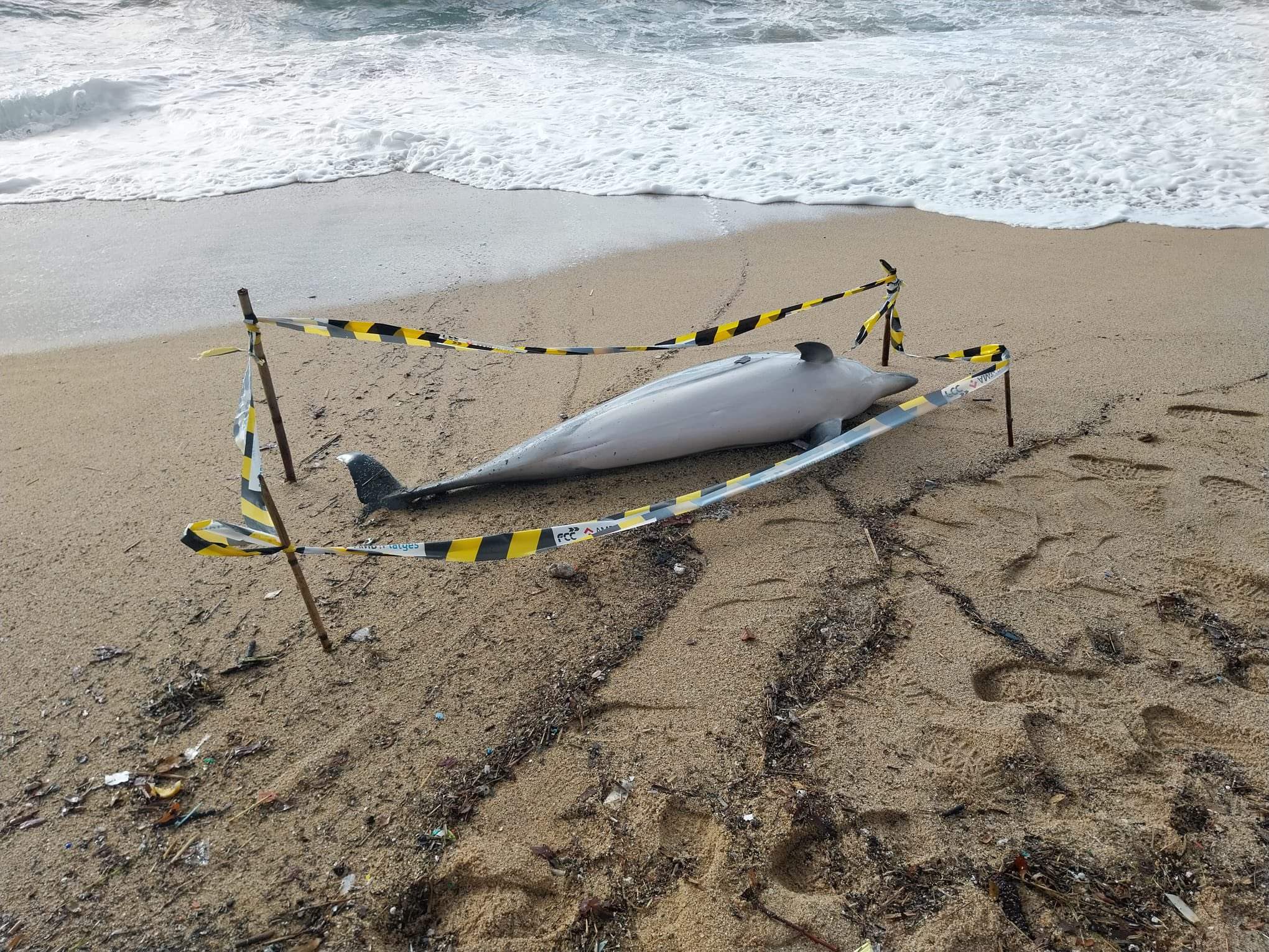 Aparecen dos delfines muertos en un corto intervalo de tiempo en el Masnou y en Badalona