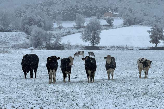 Vaques temporal neu Catalunya