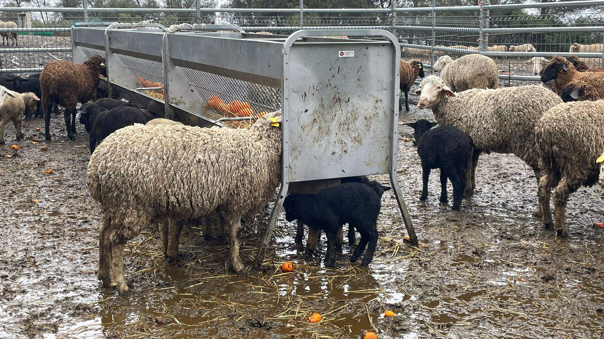Les pluges causen la mort de tretze xais enmig d’una guerra de pastors a Collserola
