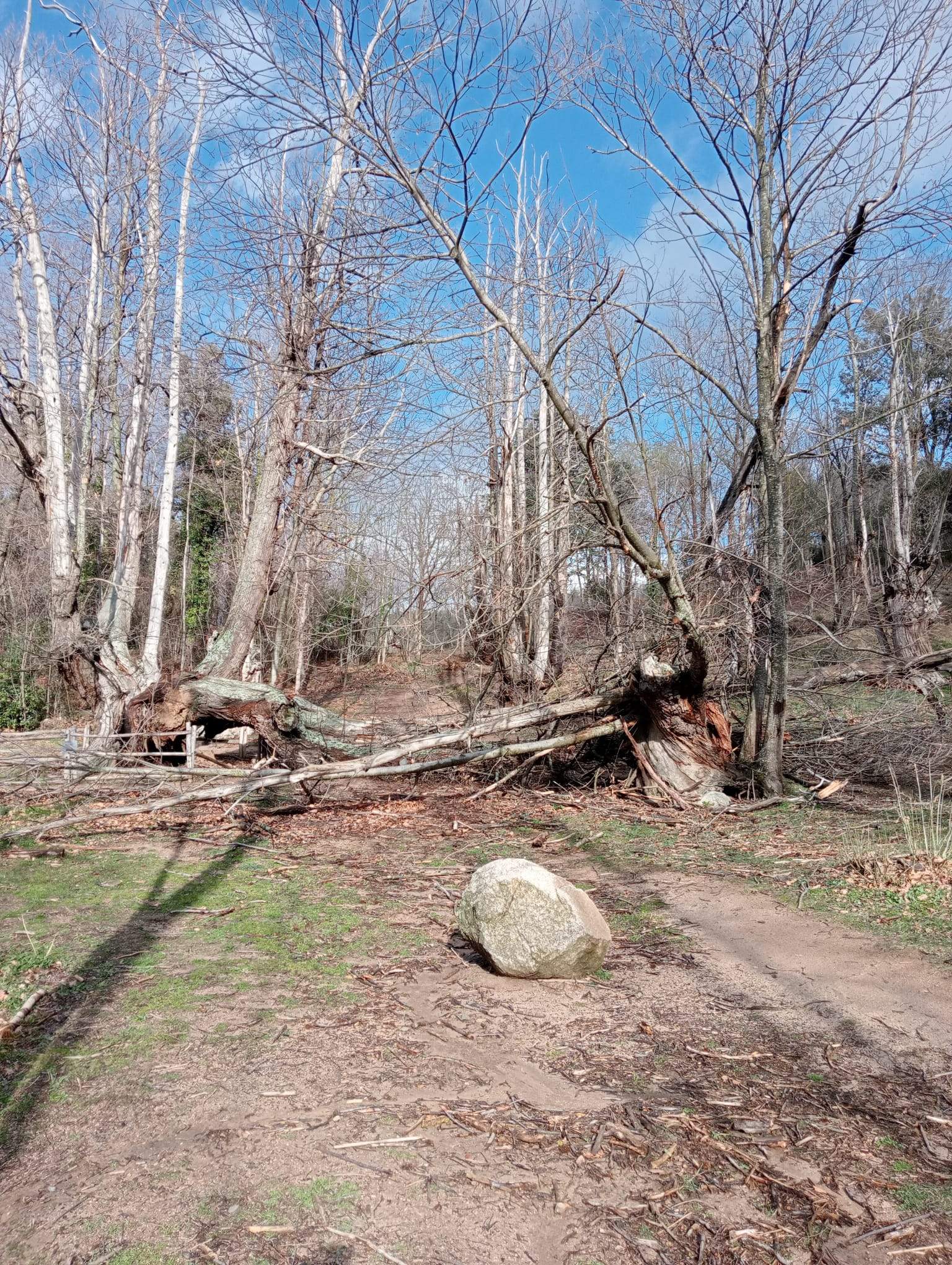 Cau part del Castanyer de les Nou Branques de Viladrau, una icona del Montseny