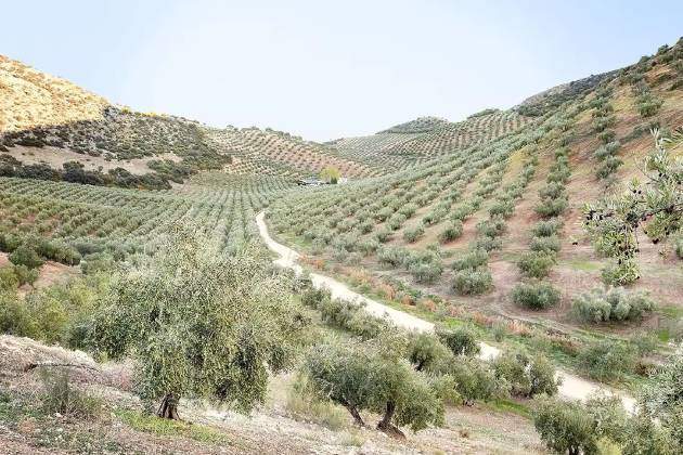 Olivos Carbonell Miravia