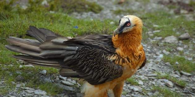 Fundacion Quebrantahuesos proyecto LIFE Corredoras|Acequias ibéricos miedo el quebrantahuesos 3