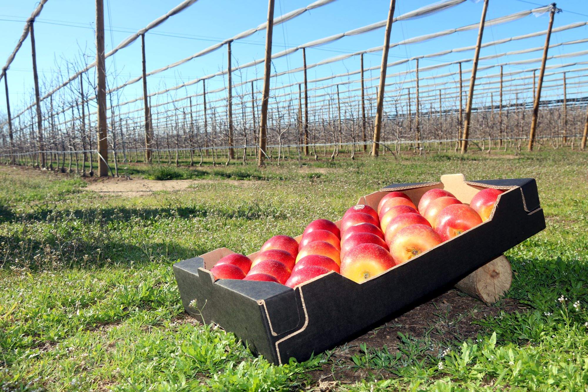 La nueva manzana cien por cien catalana capaz de sobrevivir al cambio climático