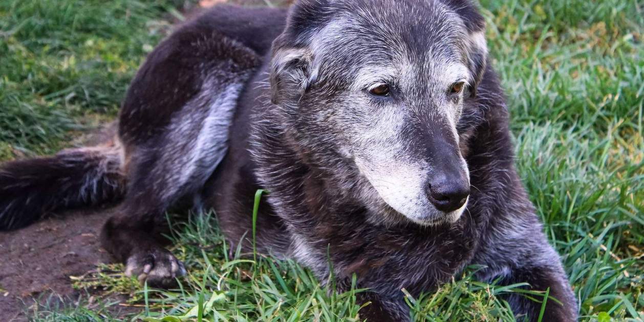 cuidar de un perro anciano