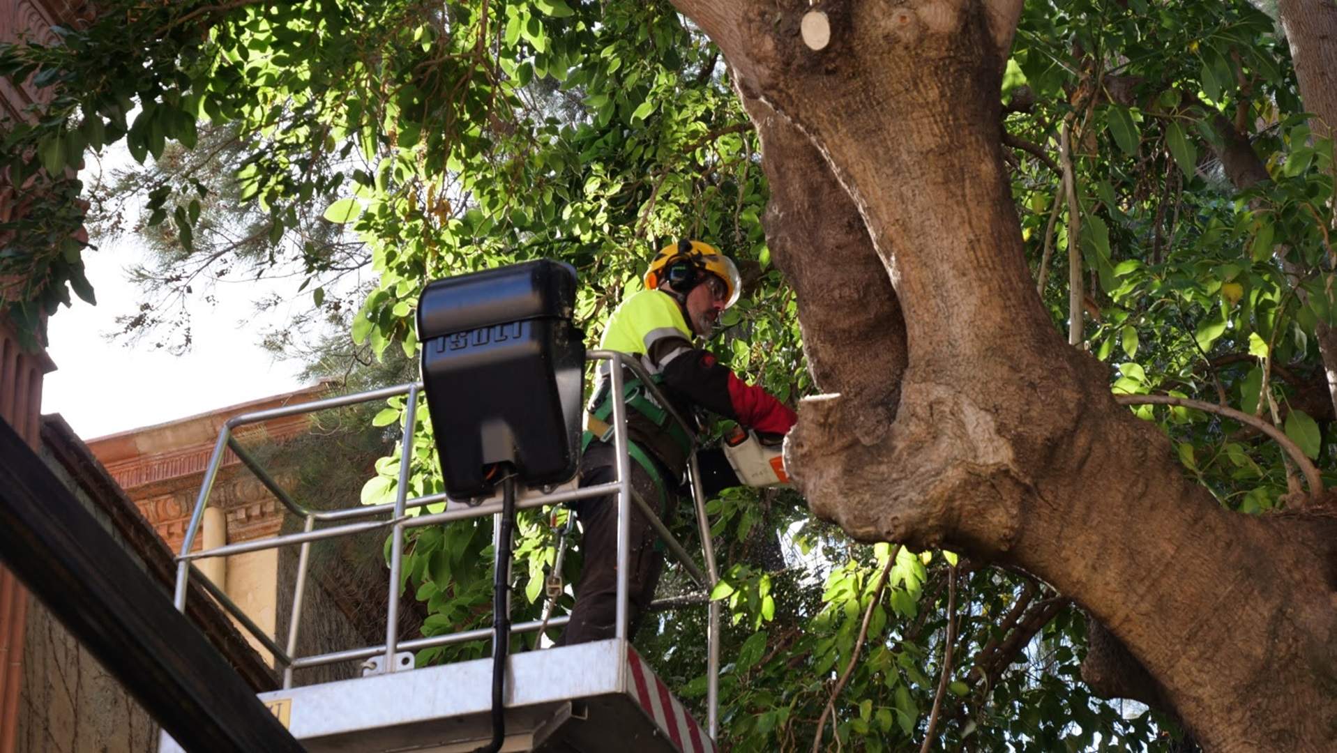 Barcelona podará más de 42.000 árboles y revisará 121.000 este 2024