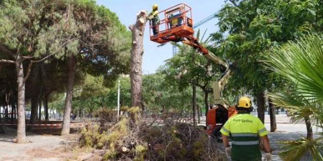 poda árboles barcelona 2 foto ajbcn