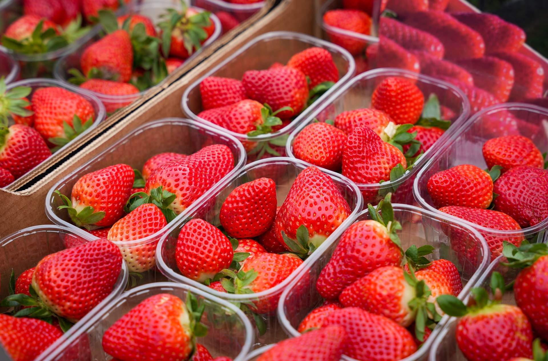 Nueva alerta por el envío de fresas de Marruecos con presencia de hepatitis A