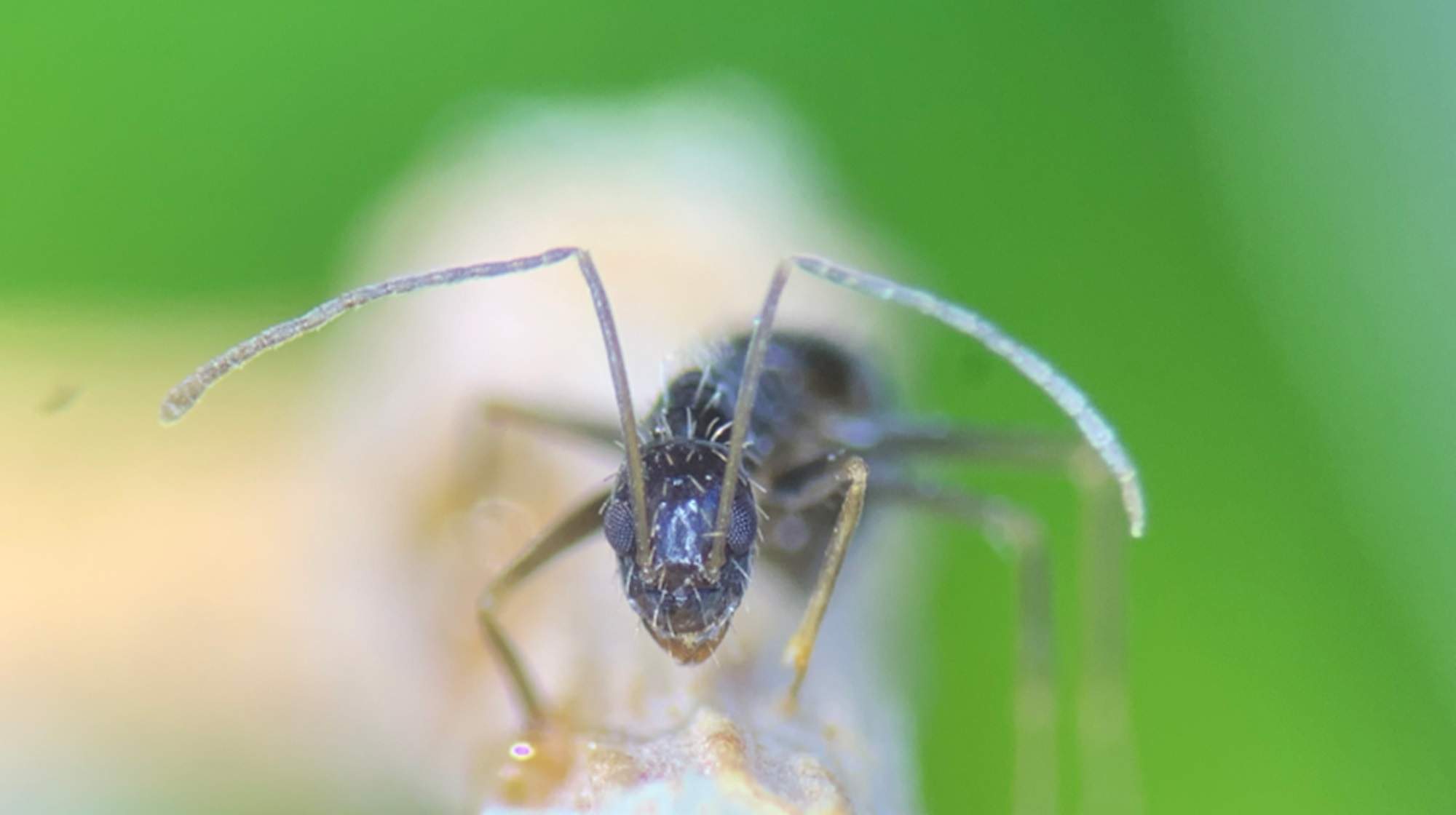 Alerta por una invasión de hormiga loca en Barcelona: se encuentran nidos en plaza Catalunya