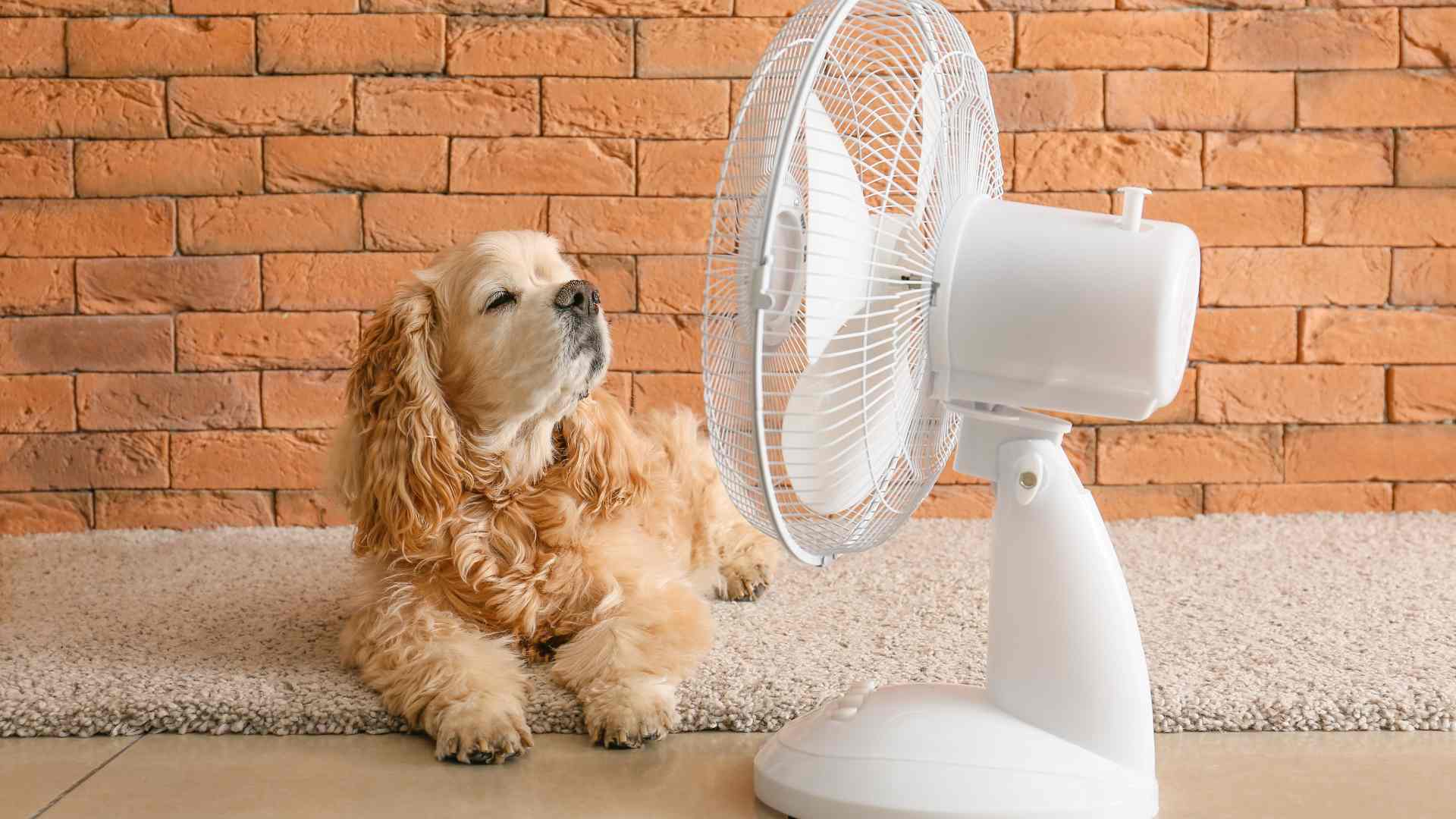 ¿Cuánto gasta un ventilador? Trucos y consejos para ahorrar en tu factura