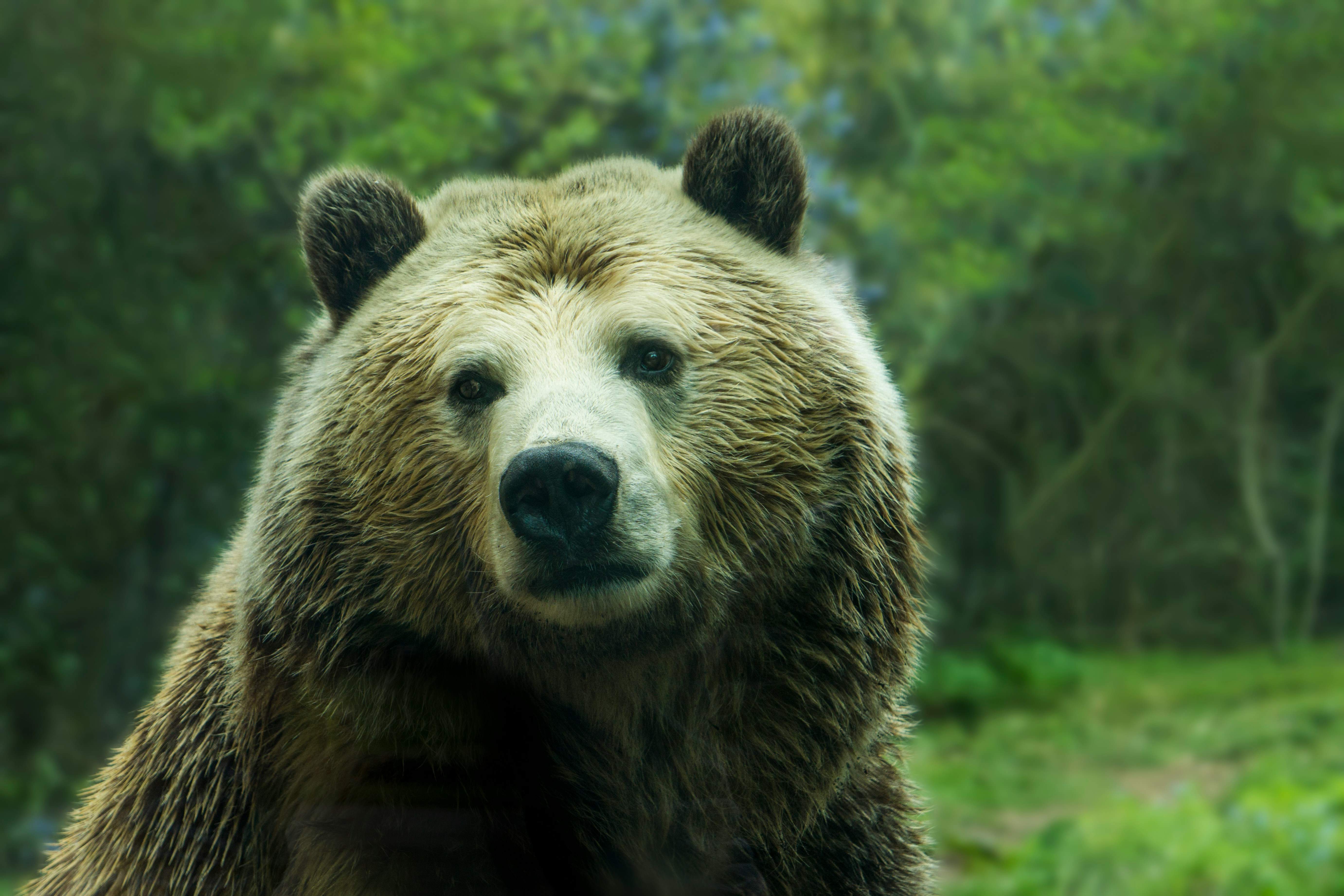 Eslovaquia declara el estado de emergencia por ataques de osos