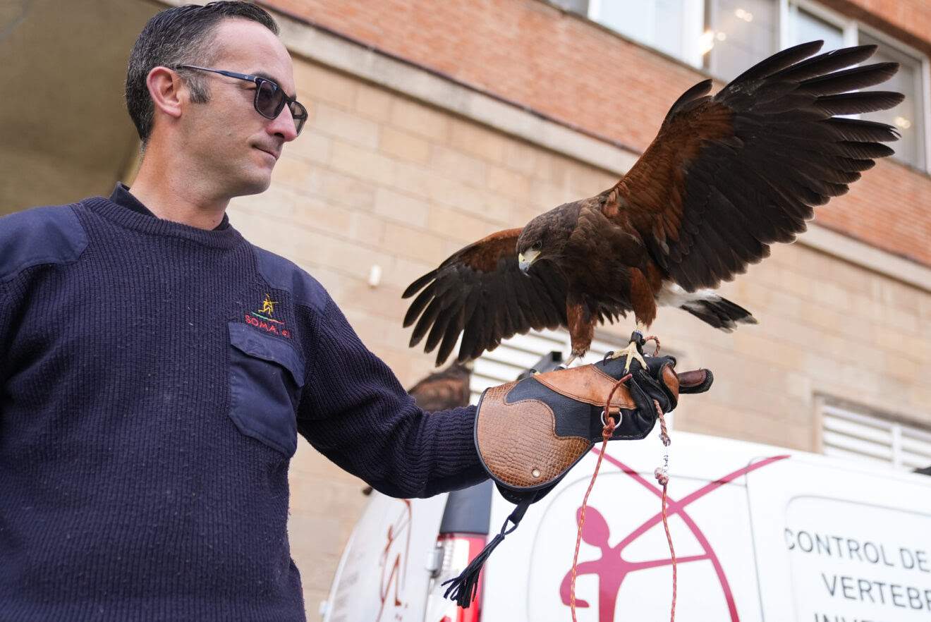 Barcelona foragitarà els coloms amb falcons i àguiles a les Corts