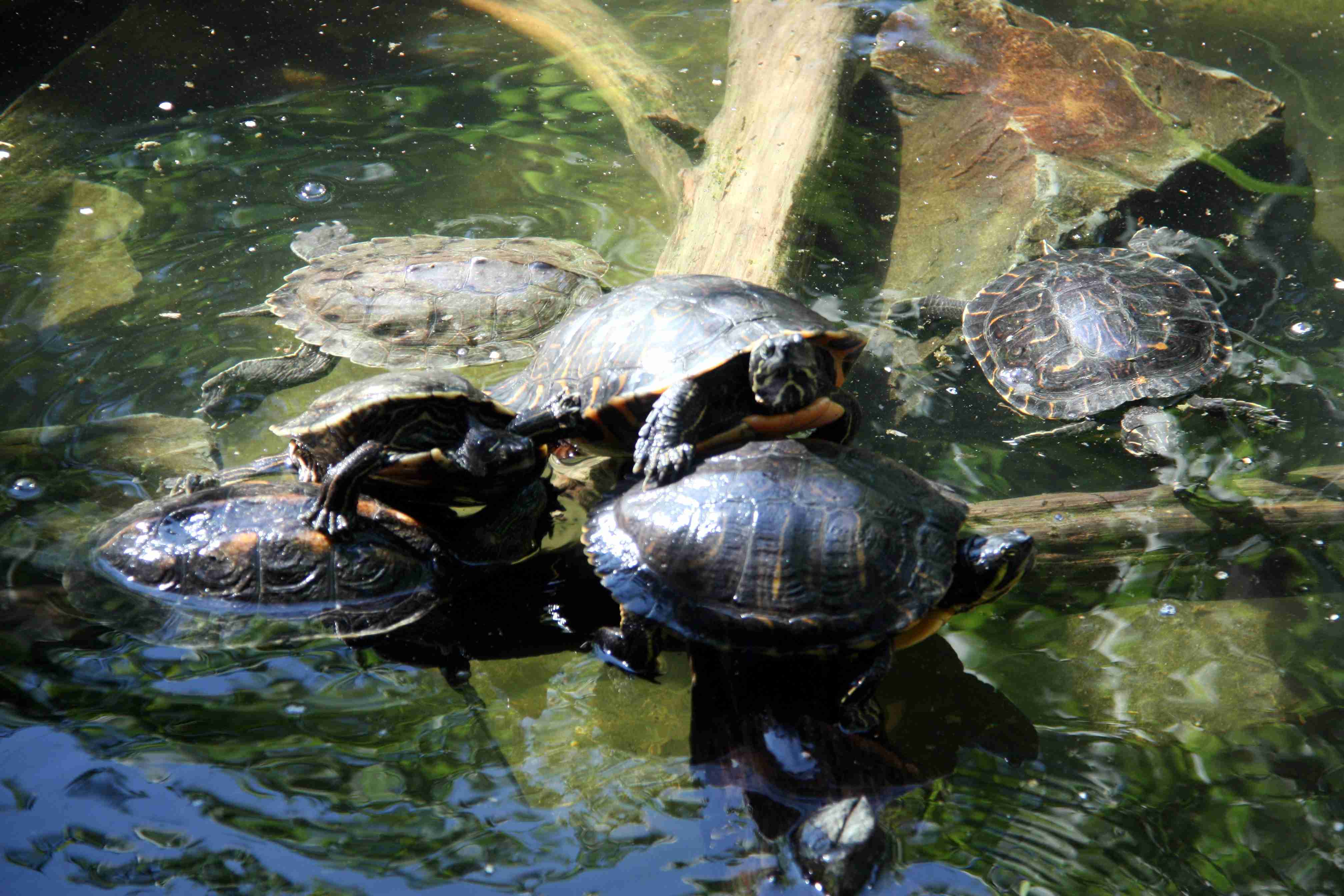 Micromecenatge per salvar les tortugues catalanes