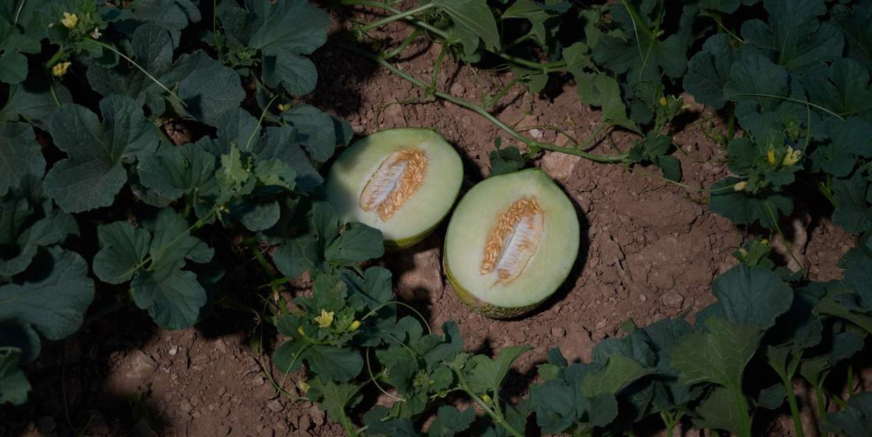 EuropaPress 5343230 melon partido mitad ser recogido planta 20 julio 2023 alcazar san juan EuropaPress 5343230 melon partido mitad ser recogido planta 20 julio 2023 alcazar san juan