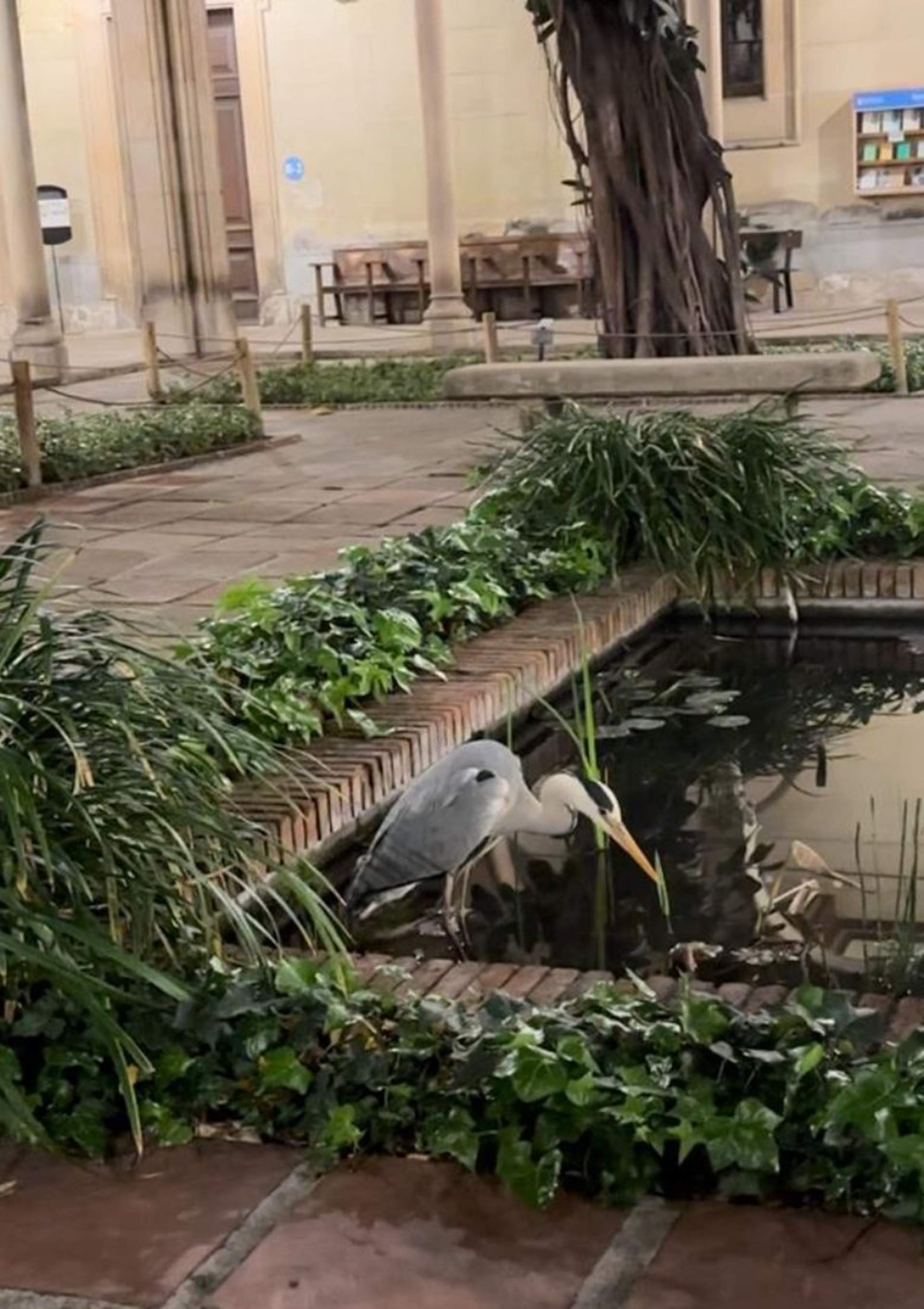 Una garza real se come los peces del estanque del claustro de la UB