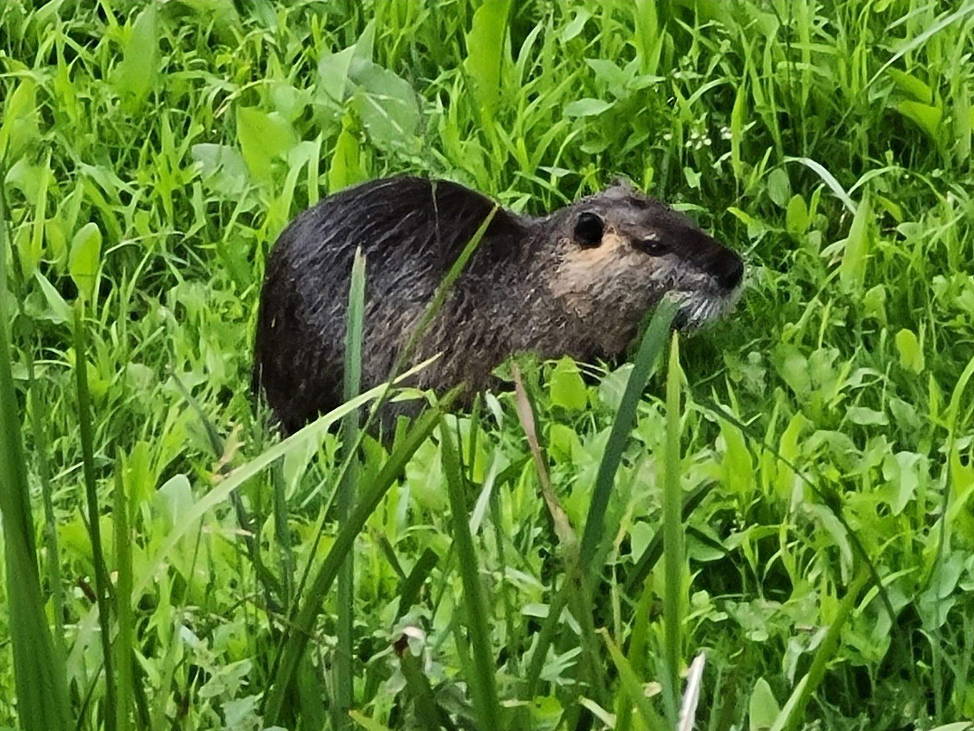 No solo hay conejos peligrosos: otra especie, el coipú, amenaza a la agricultura