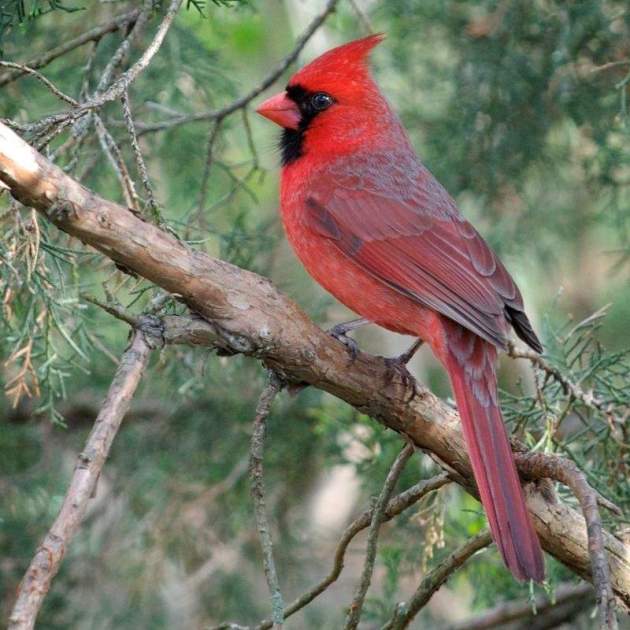 Cardenal rojo Wikipedia,  Stephen Wolfe