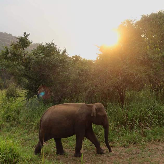 elefant victoria federica Insta elefant victoria federica Insta